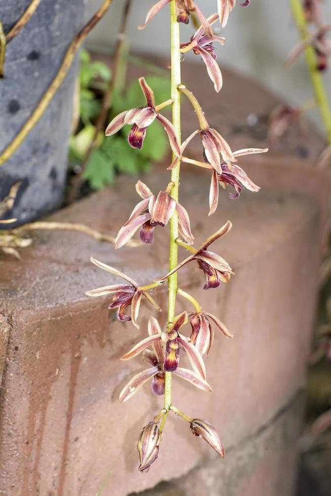 Cymbidium aloifolium mit der Verbreitung der Arten in Südostasien. epiphytische Orchidee thront mehr in den Bäumen. foto