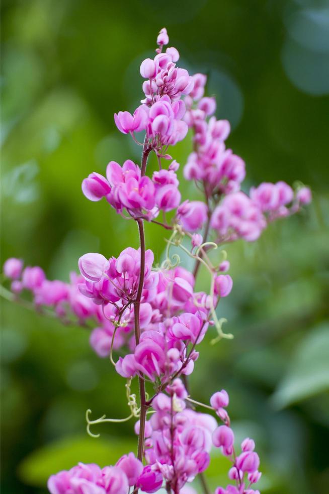 Antigonon-Leptopus-Haken foto