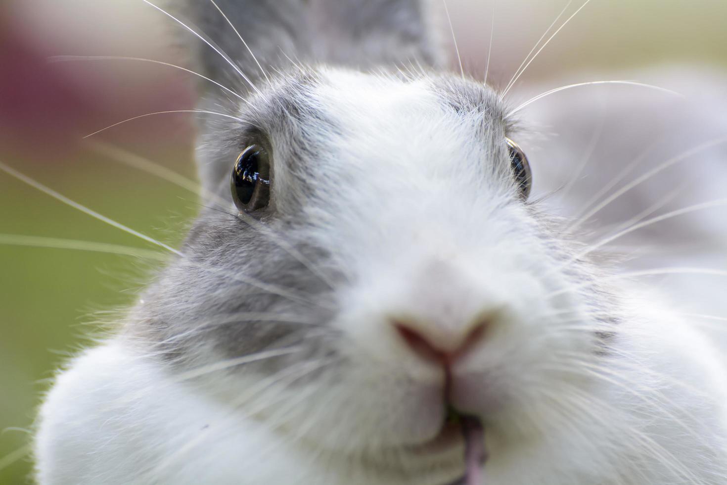 Kaninchen sind kleine Säugetiere. Hase ist ein umgangssprachlicher Name für ein Kaninchen. foto