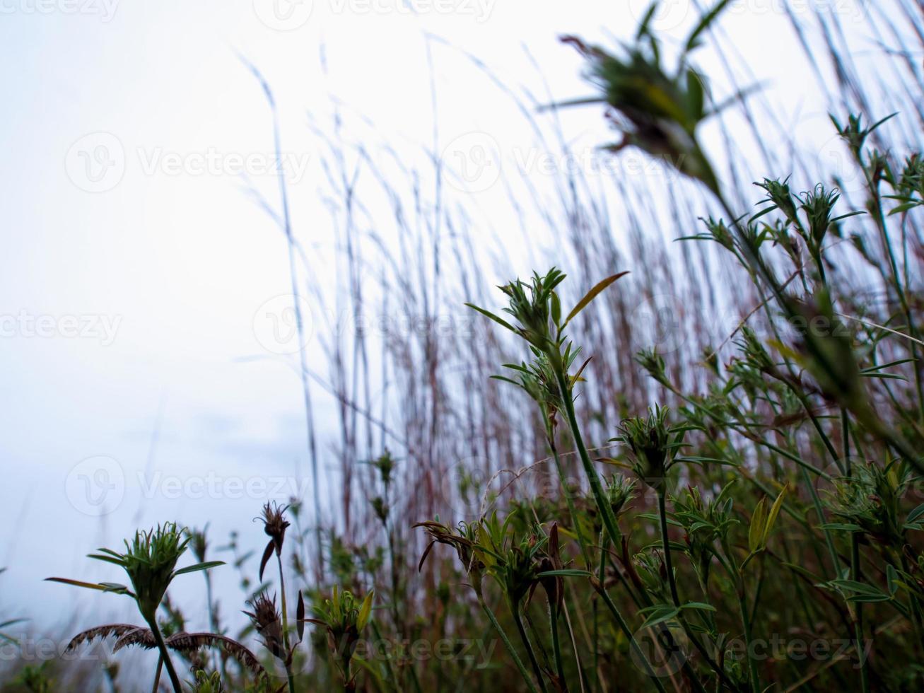 Grashalm im Wind auf der Wiesenlandschaft foto