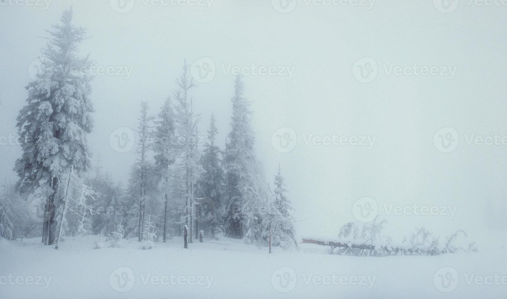 Winterlandschaftsbäume bei Frost und Nebel foto