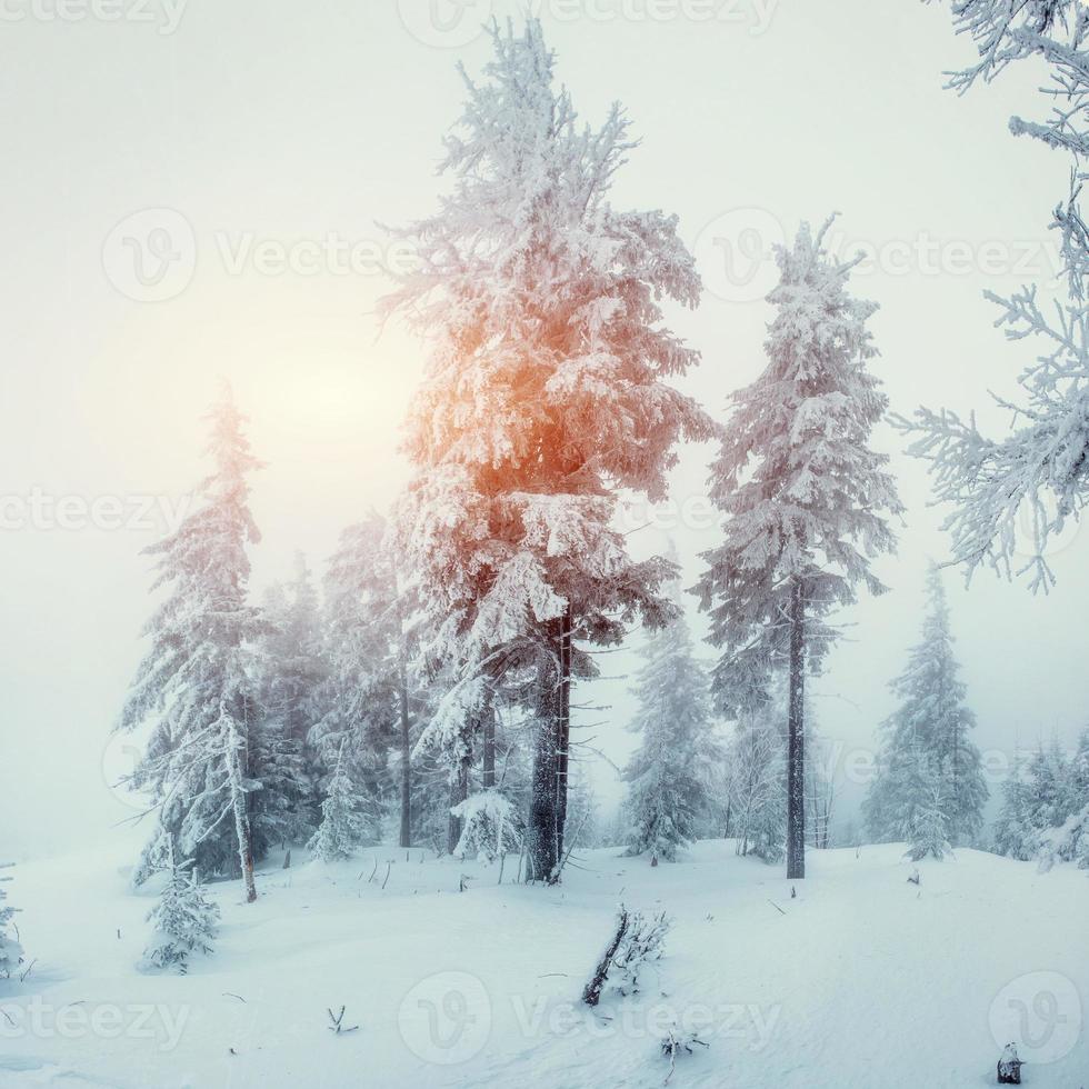 Winterlandschaft im Sonnenlicht. dramatische winterliche Szene. Wagen foto