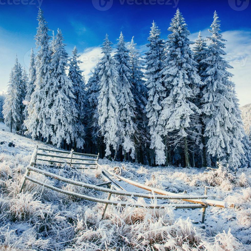 winterlandschaft, die durch sonnenlicht leuchtet. dramatische Winterszene. foto