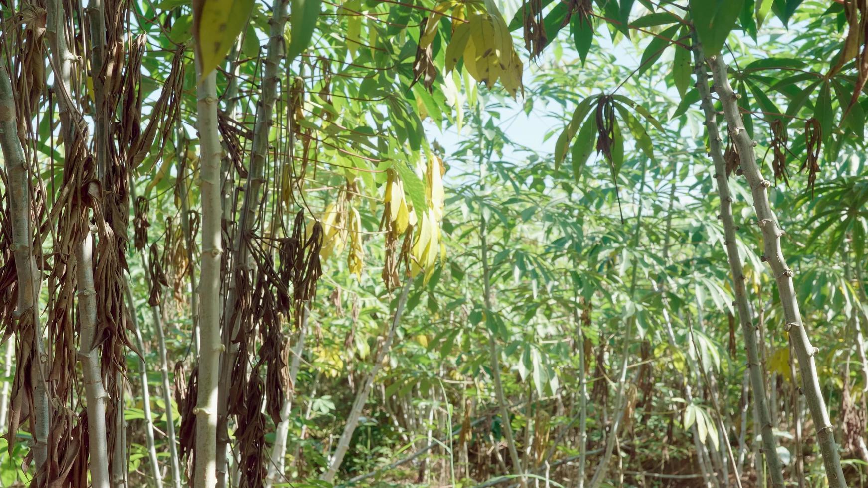 Maniok-Gemüsepflanze leuchtend grüne Blätter. Nahansicht foto