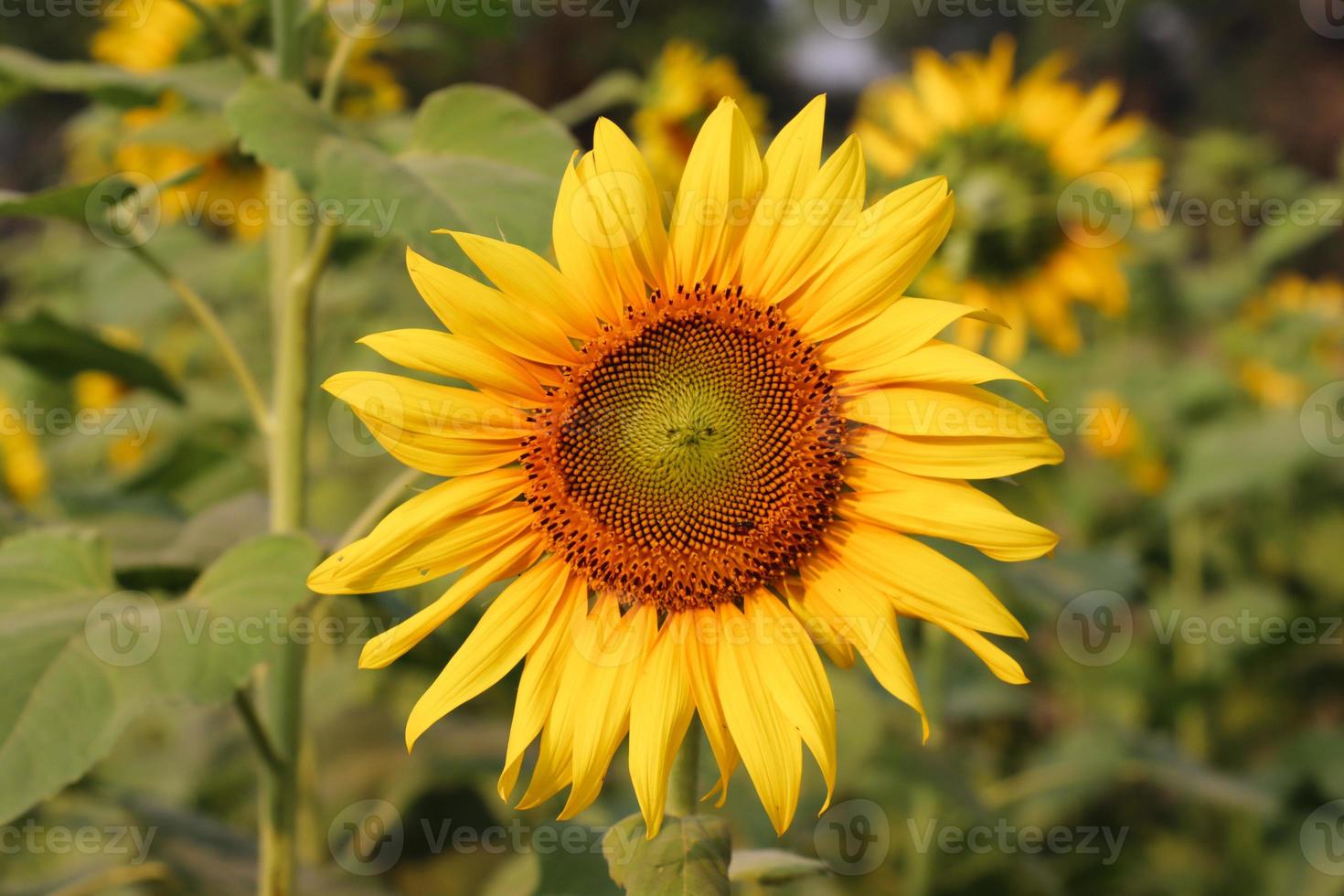 gelbe sonnenblume mit blättern nahaufnahmefoto. schöne sonnenblume an einem sonnigen tag. sonnenblume, die im sonnenschein-nahaufnahmefoto blüht. gelbe blume mit grünen blättern und mit einem natürlichen hintergrund. foto