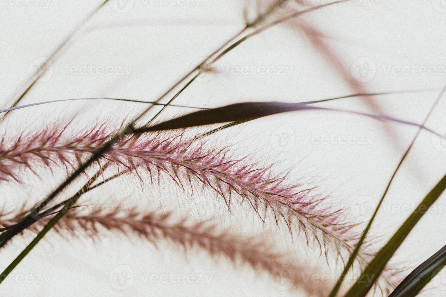gloden trockene Gras Ährchen im weichen Fokus in der untergehenden Sonne Nahaufnahme. natürlichen Hintergrund. - Bild foto