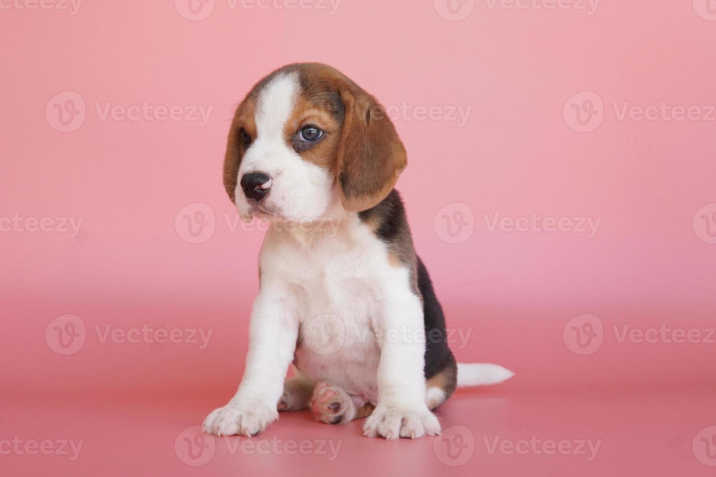 Entzückender Beagle-Welpe im Alter von einem Monat auf rosa Hintergrund. bild haben kopierraum für werbung oder text. Beagles haben ausgezeichnete Nasen. Beagles werden in einer Reihe von Forschungsverfahren eingesetzt. foto