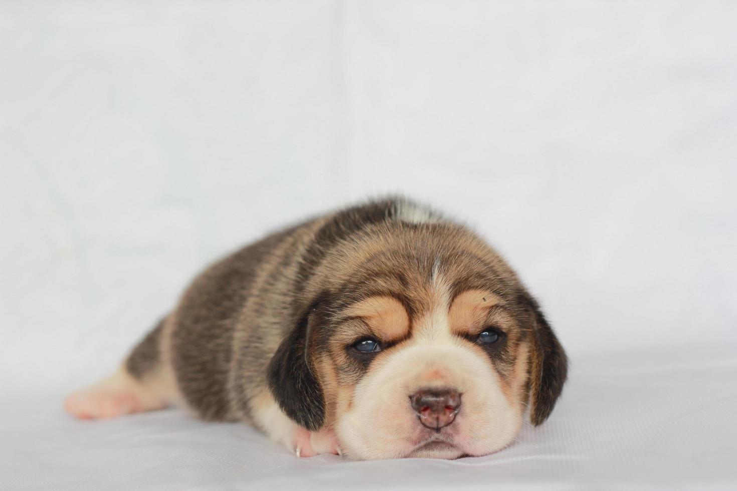 entzückender beagle auf weißem bildschirm. Beagles werden in einer Reihe von Forschungsverfahren eingesetzt. Das allgemeine Erscheinungsbild des Beagle ähnelt einem Miniatur-Fuchshund. Beagles haben ausgezeichnete Nasen. foto