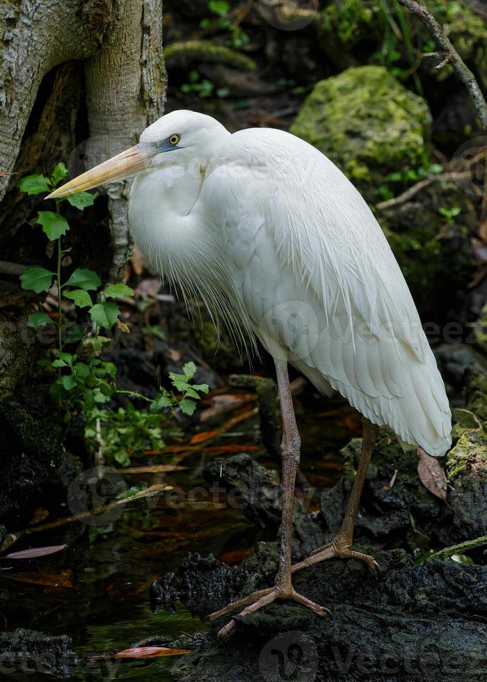 seltener weißer großer blaureiher an der golfküste von florida. foto