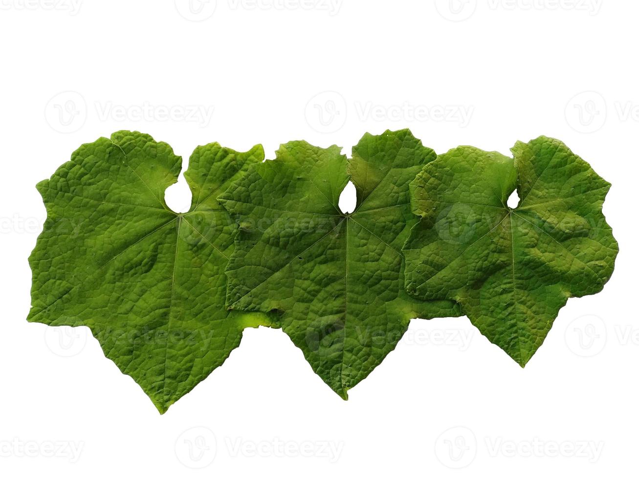 grüner Baum oder Blatt isoliert auf weißem Hintergrund foto