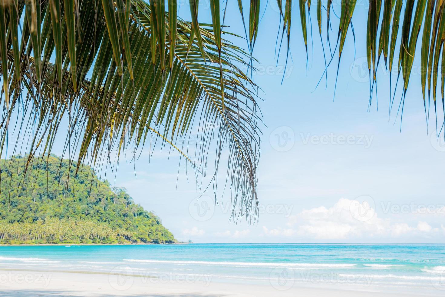 Palmblätter am Strand am Himmel. foto