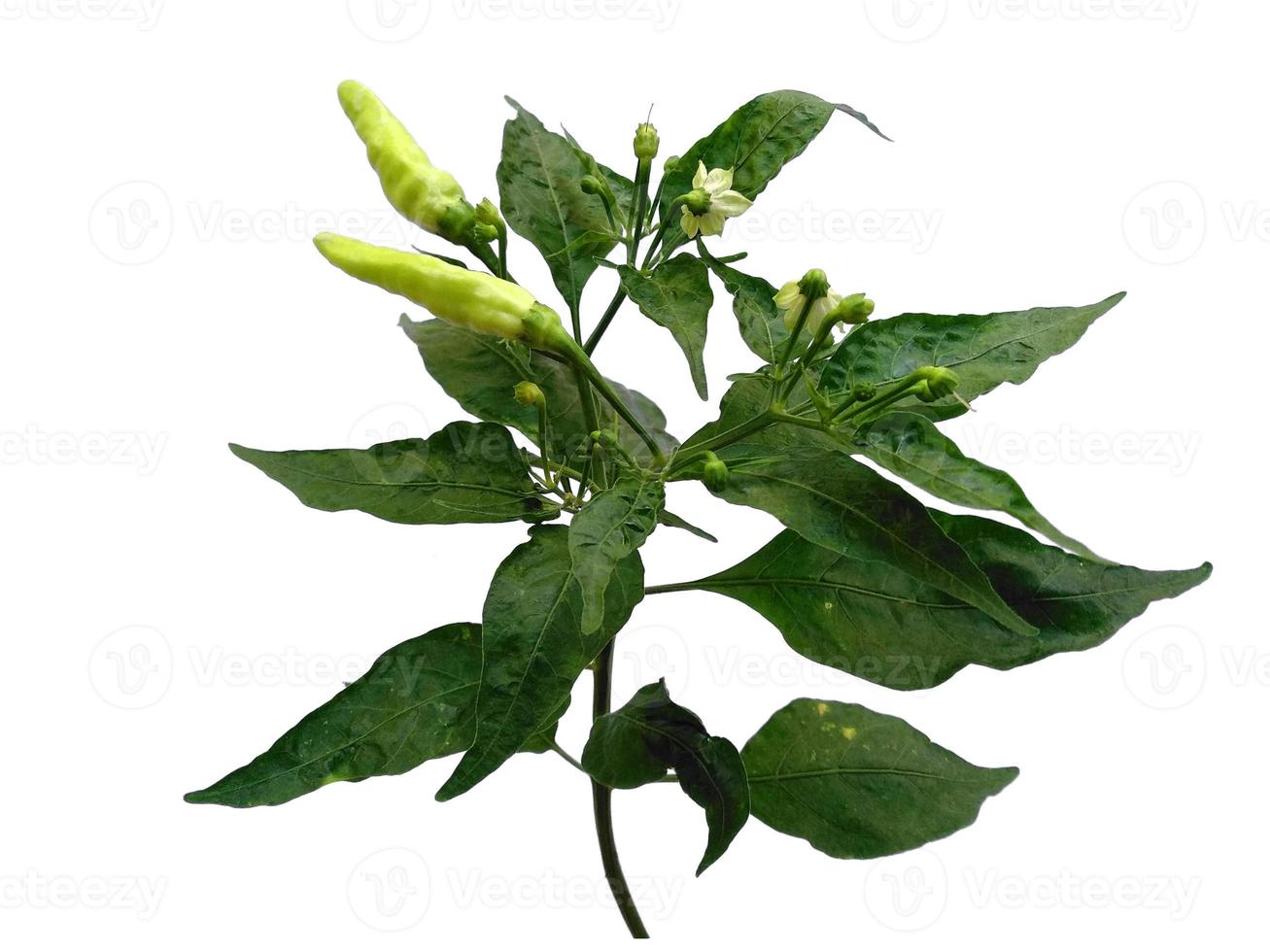 Capsicum Annuum oder Chili-Baum mit grünem Blatt auf weißem Hintergrund foto