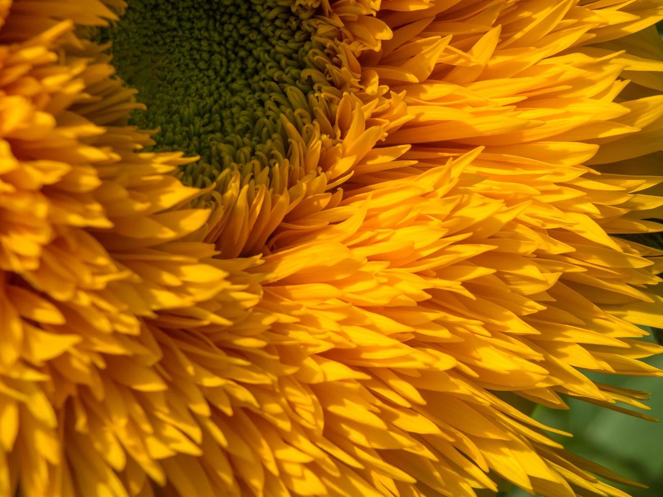 kultivierte Hybrid-Sonnenblume, die in einem Garten in Kent wächst foto