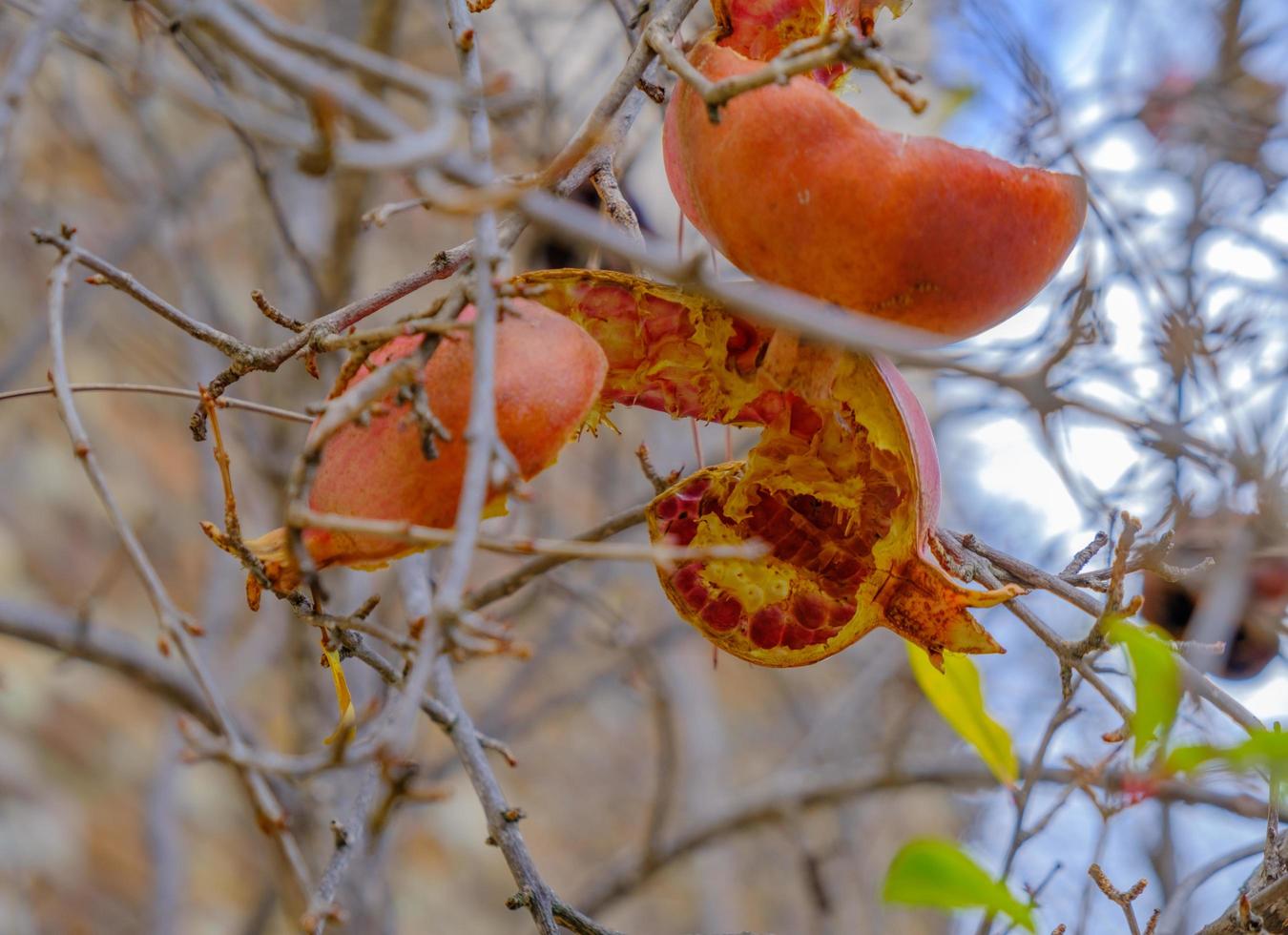 Aufplatzender Granatapfel, der an seinem Ast hängt foto