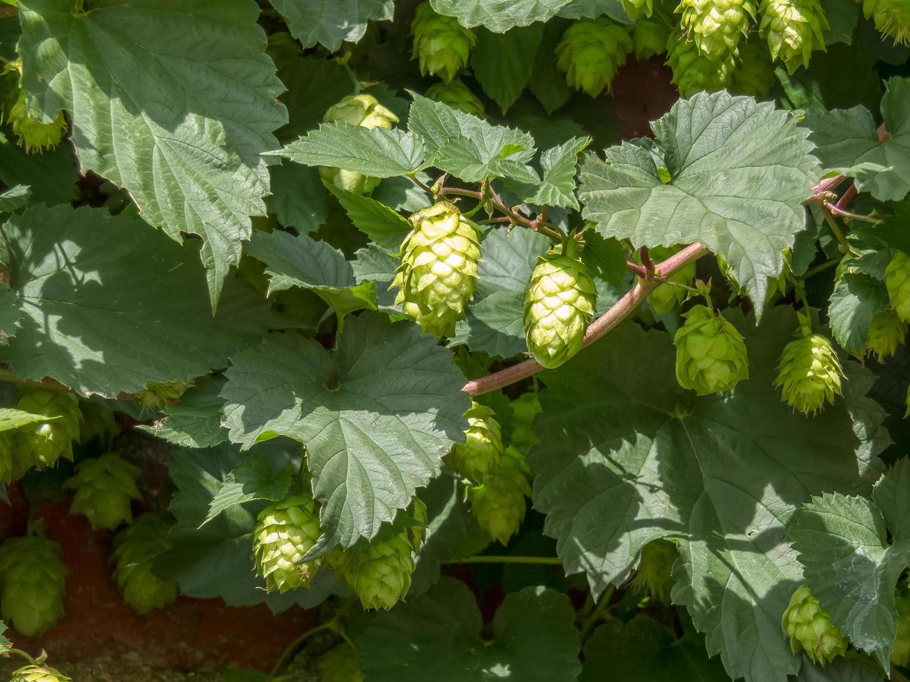 eine traube von sonnenbeschienenem hopfen, der in kent wächst foto