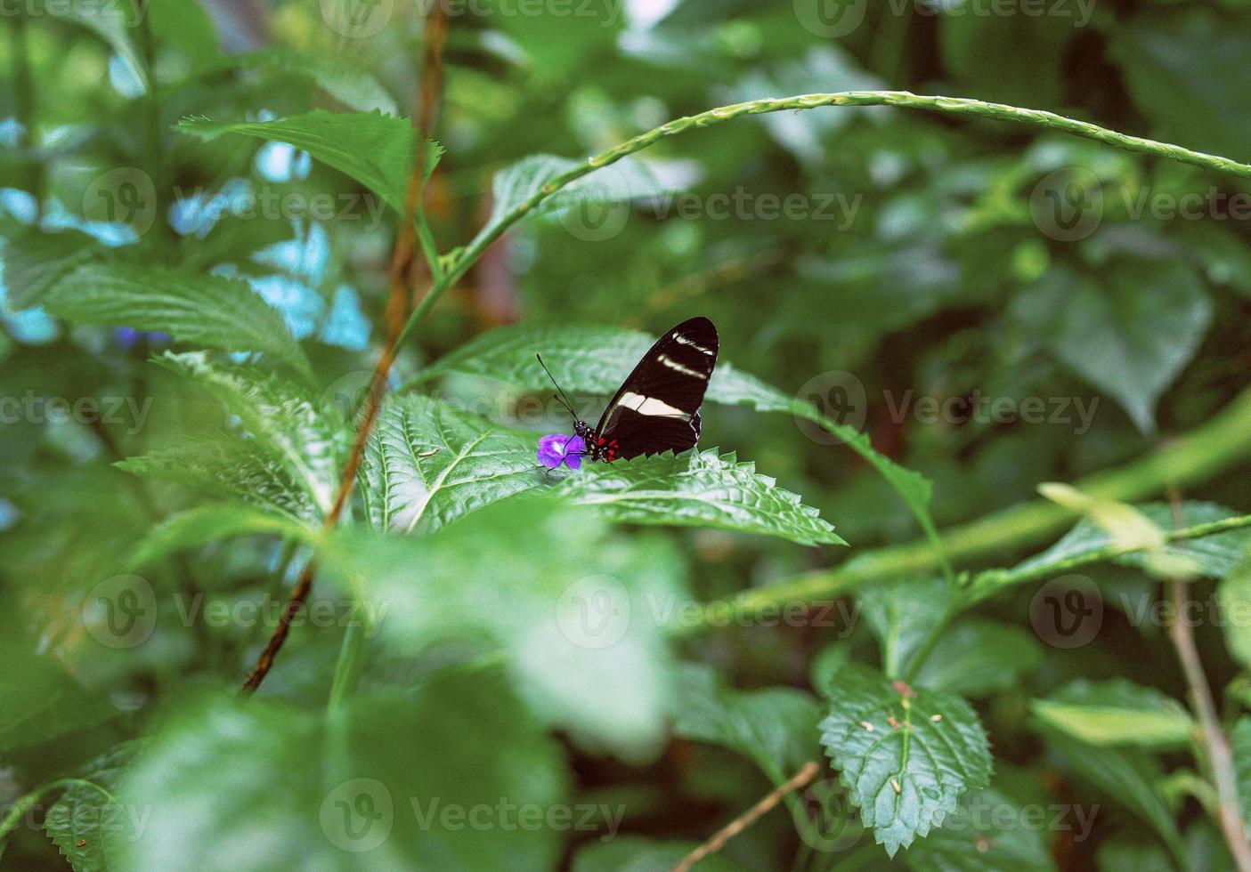 schöner Schmetterling auf den grünen Blättern der Pflanzen im Garten foto