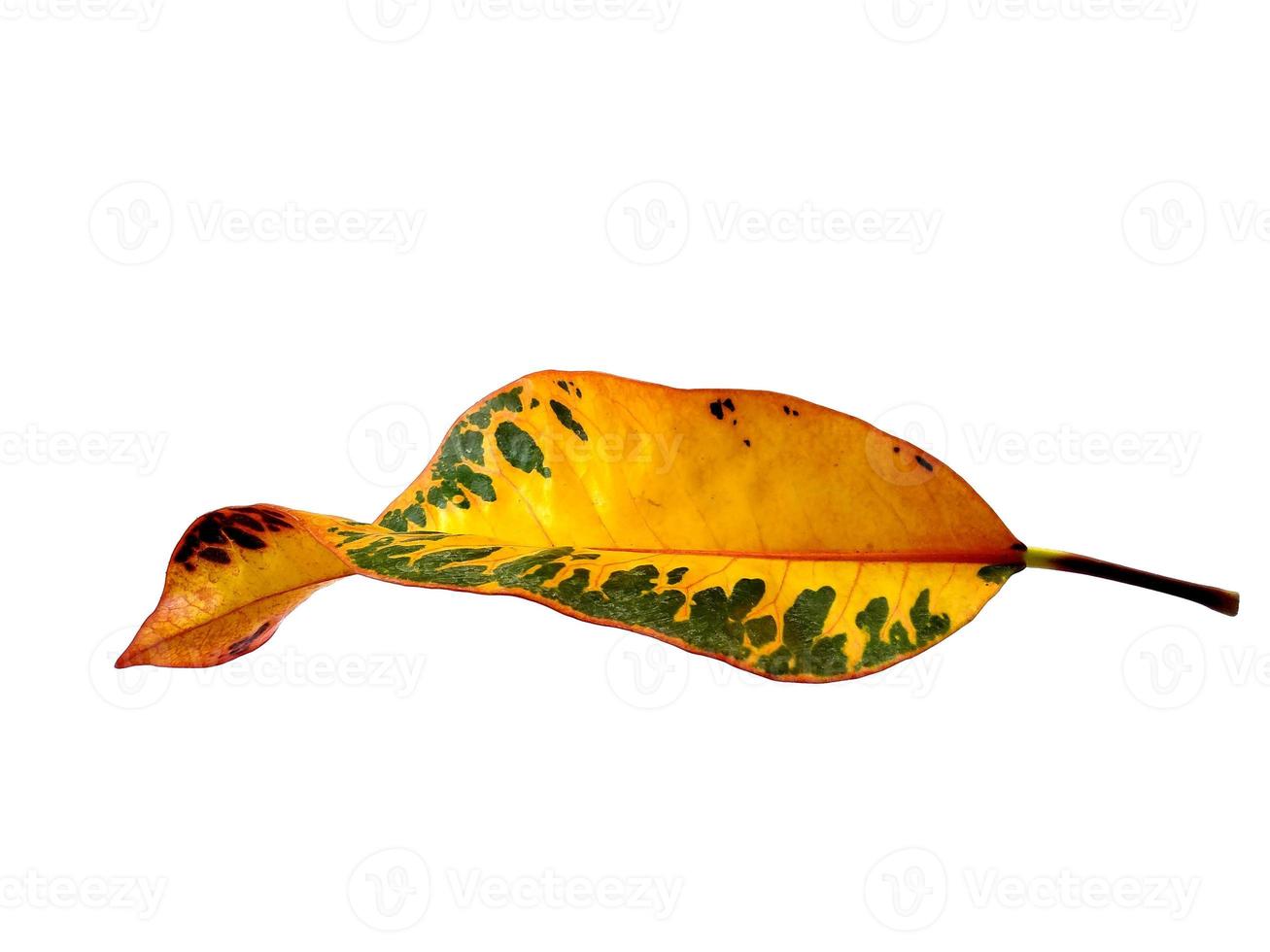 codiaeum variegatum Blatt isoliert auf weißem Hintergrund foto