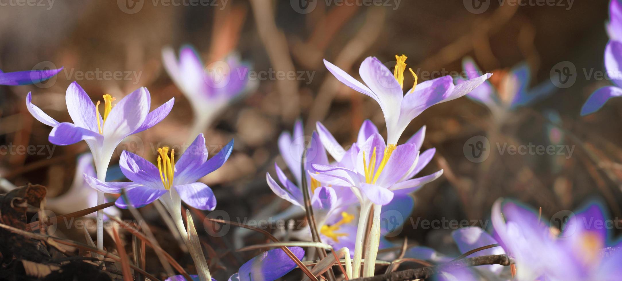 Blühende violette Krokusblumen in einem weichen Fokus an einem sonnigen Frühlingstag foto