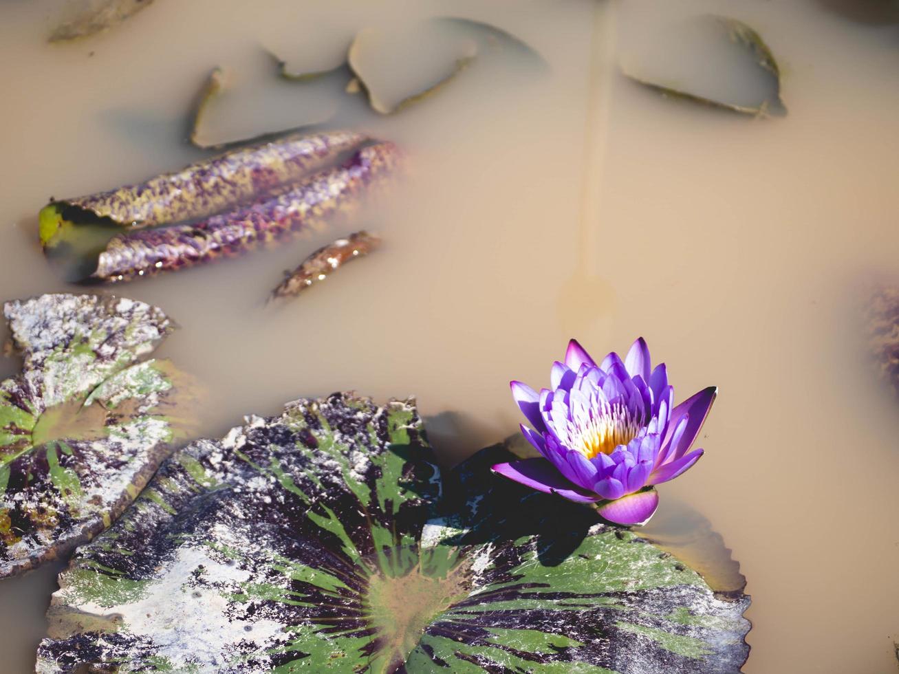 Lotus und Teich foto