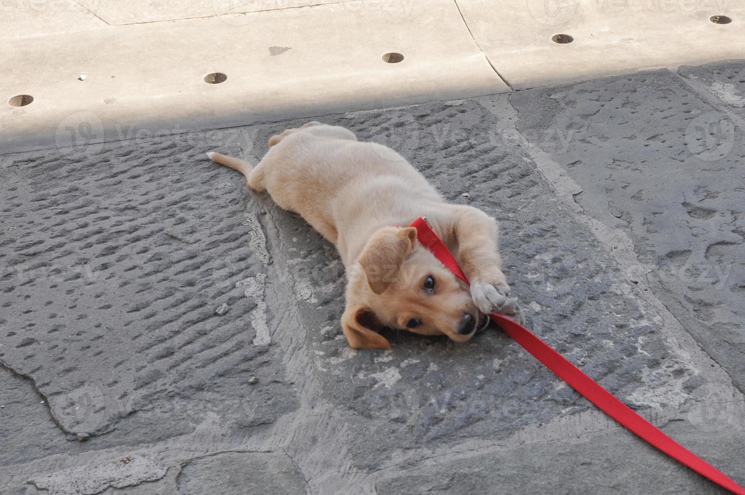 Labrador Haushund alias Canis Lupus Familiaris Tier Teil von foto