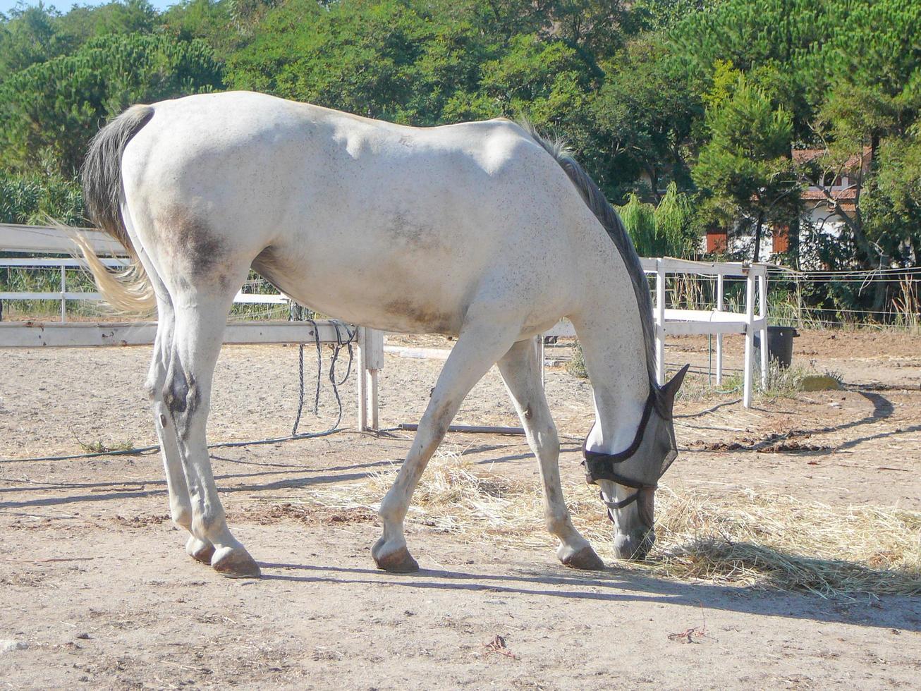 pferd equus ferus caballus unterart von equus ferus säugetier foto
