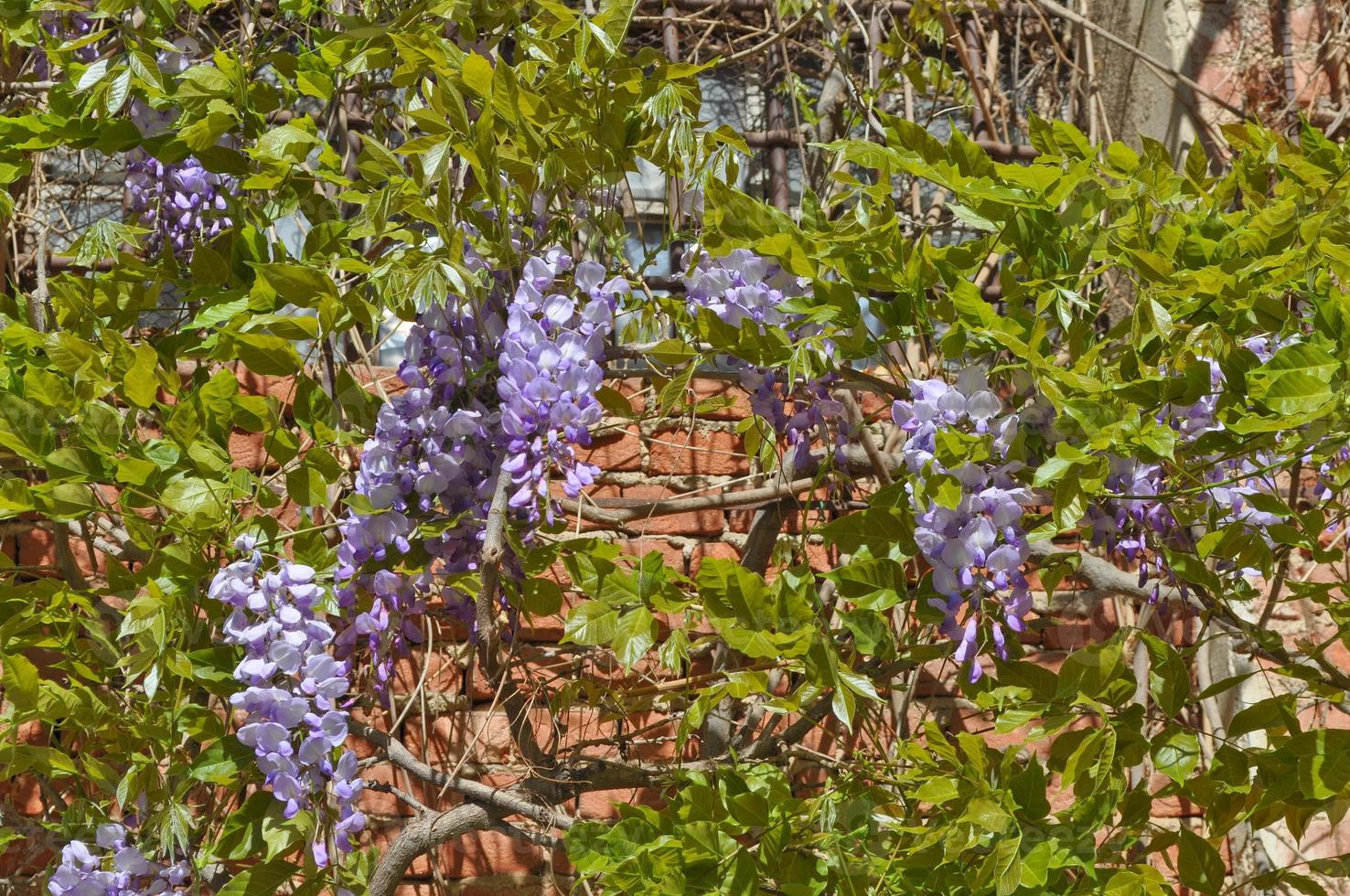 Wisteria wistaria blühende Pflanze in der Familie der Erbsenfabaceae foto