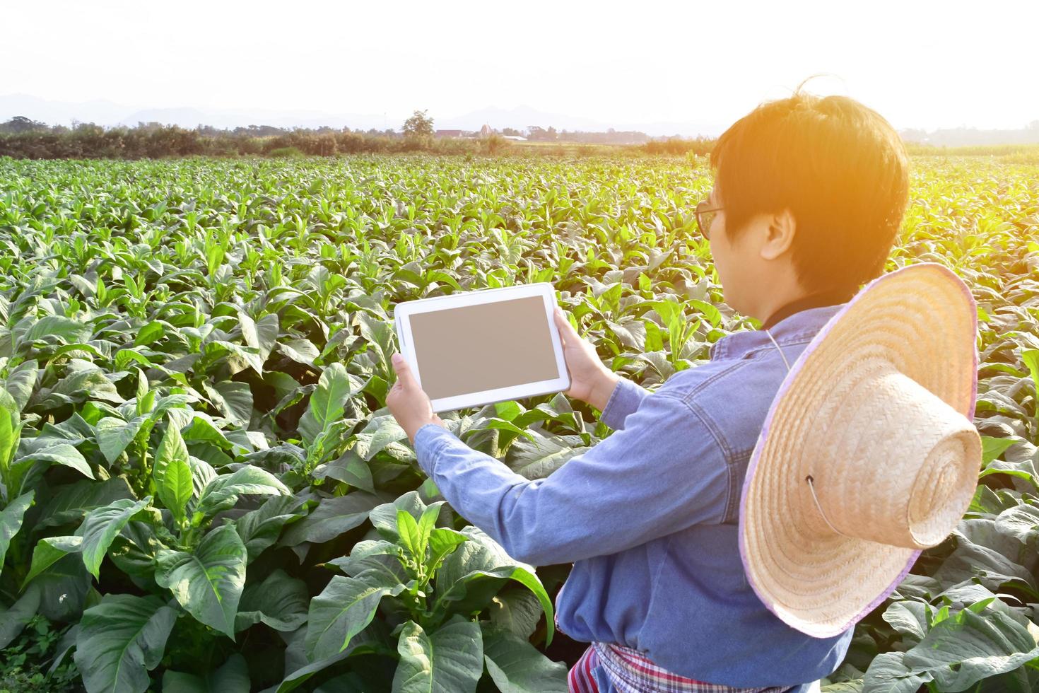 Der asiatische Gartenbaugenetiker arbeitet auf einer lokalen Tabakfarm, um Daten zu Pflanzung, Sortenentwicklung und Pflanzenkrankheiten am Nachmittag zu speichern, weicher und selektiver Fokus. foto