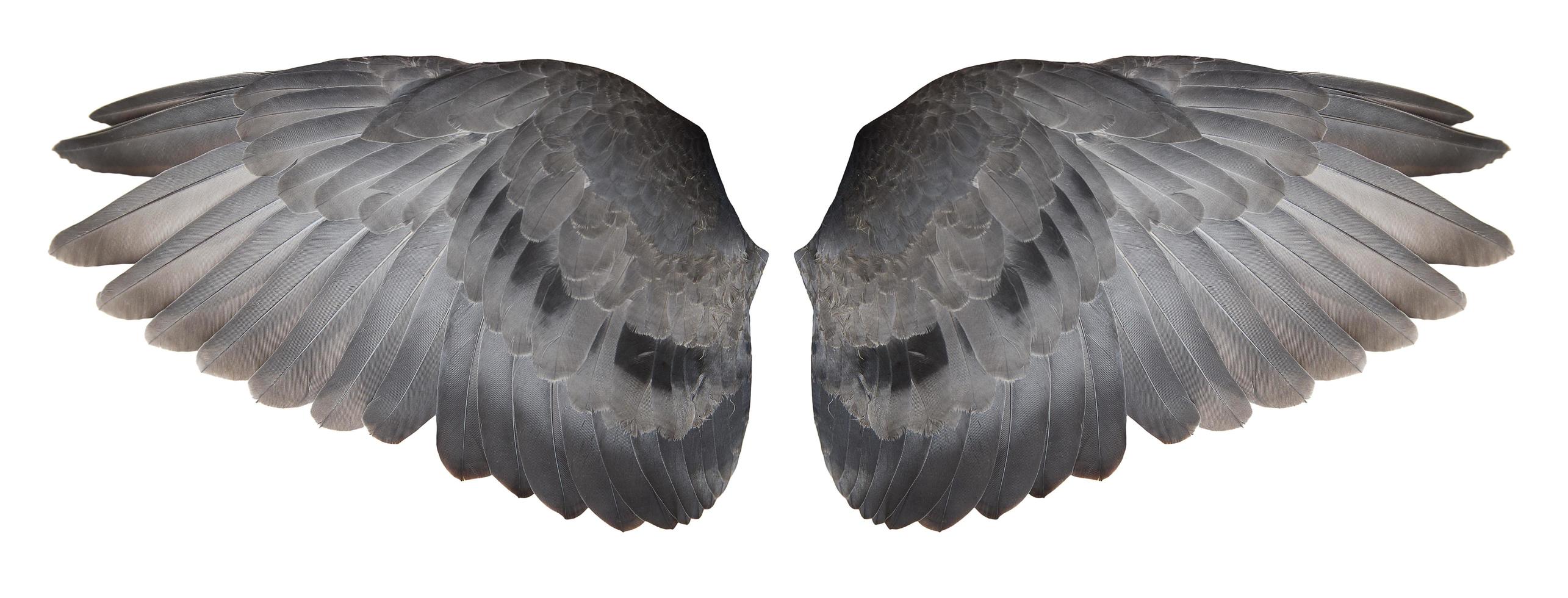 Taubenflügel isoliert auf weißem Hintergrund, mit Beschneidungspfaden. foto