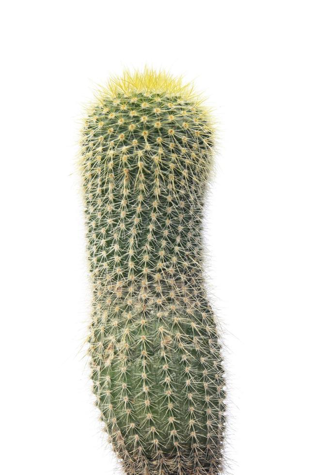 Kaktus isoliert auf weißem Hintergrund. foto