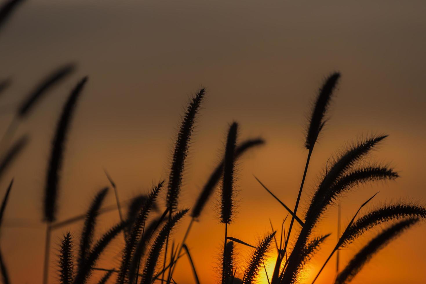 Silhouette der Grasblume im Sonnenuntergang. foto