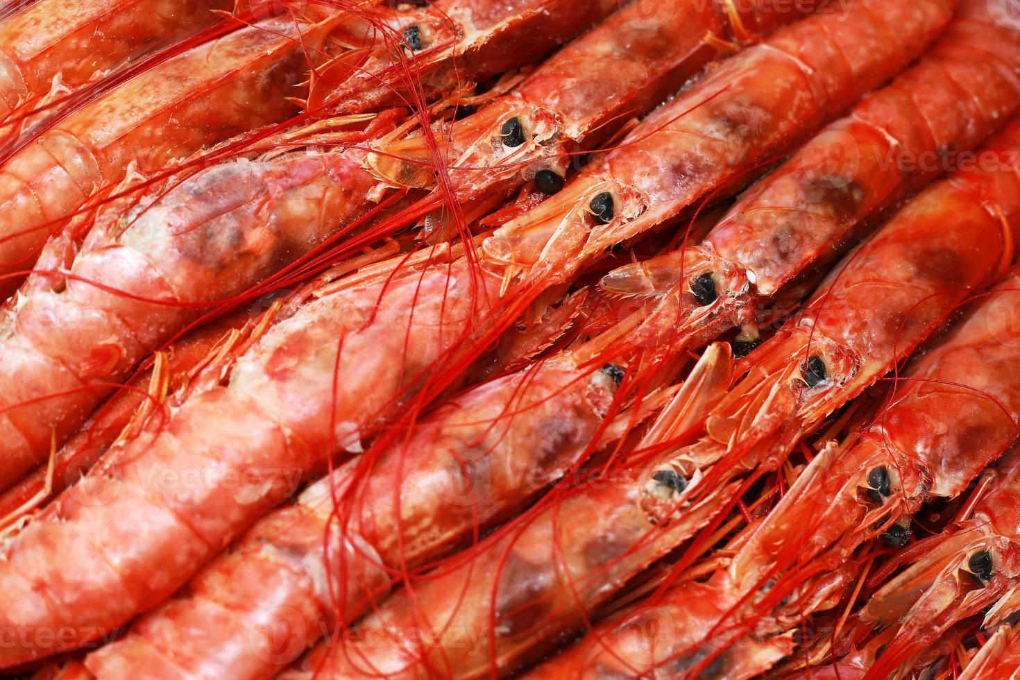 Nahaufnahme frisch von rohen roten Langustinen, Nephrops norvegicus, Kaisergranat, Dublin Bay Garnelen oder Scampi. foto