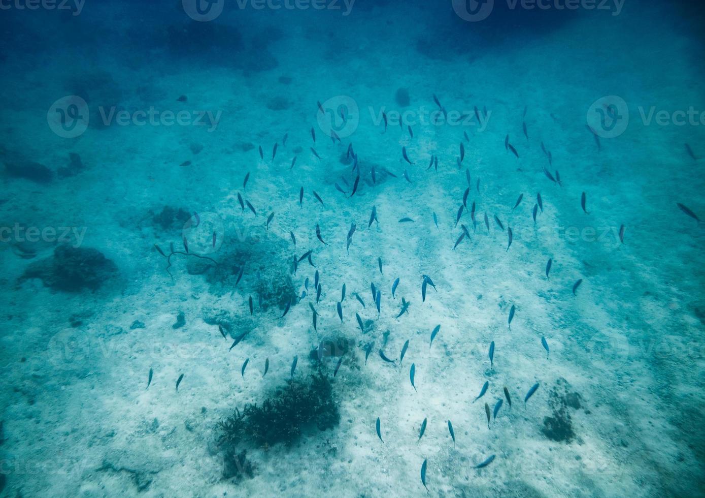 Schule kleine Fische im blauen Meer foto