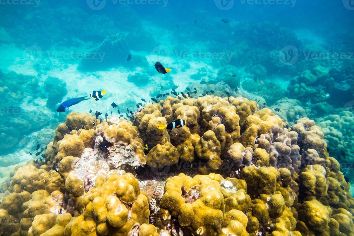 unterwasserweltfische schwimmen um felsen herum foto