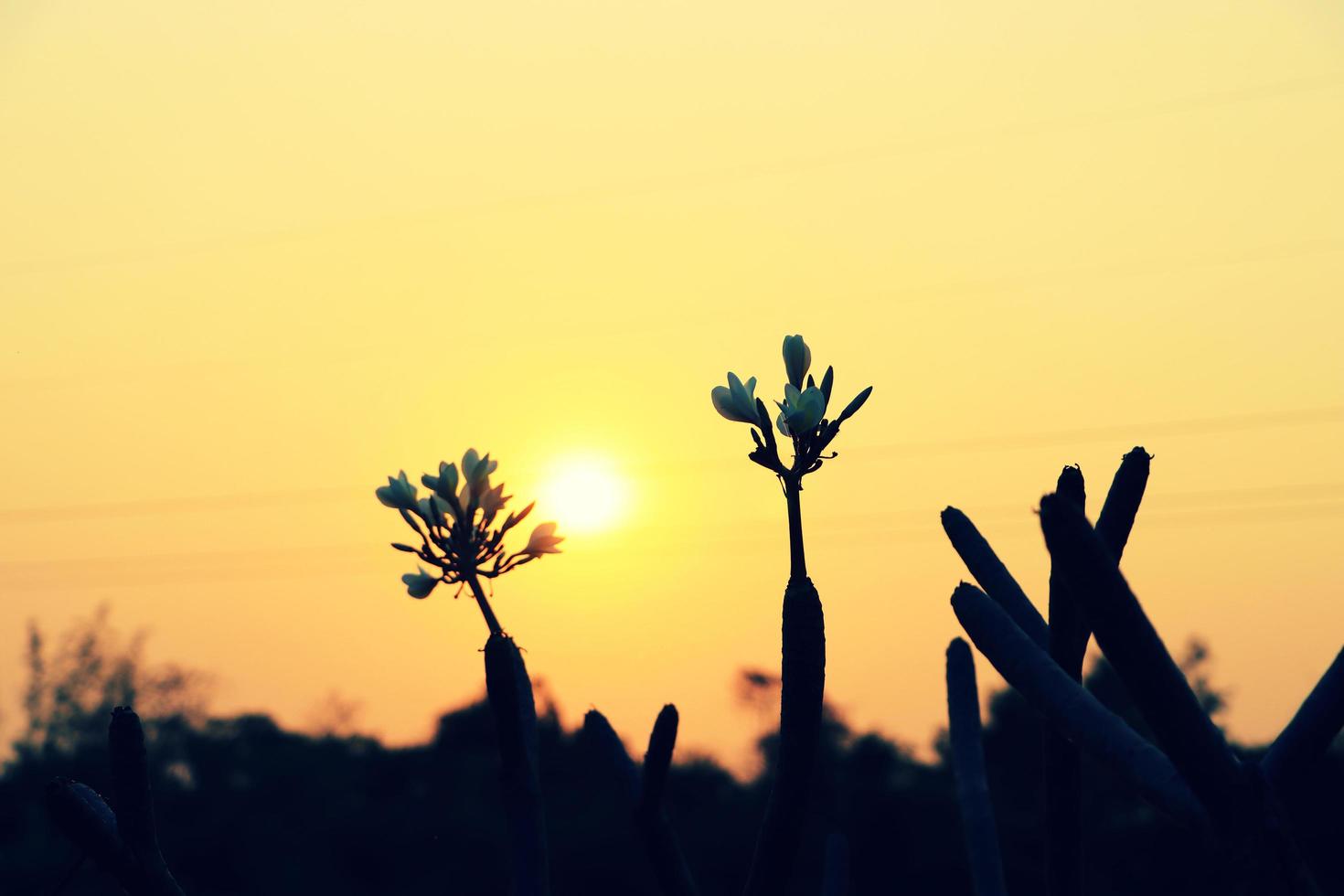 Silhouette der Frangipani-Blume mit Sonnenuntergang Hintergrund foto