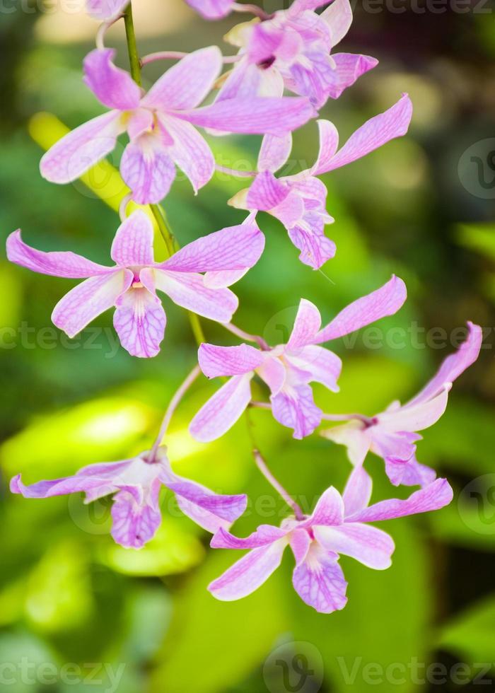 lila weiße schöne orchidee und morgenlicht in farm thailand foto