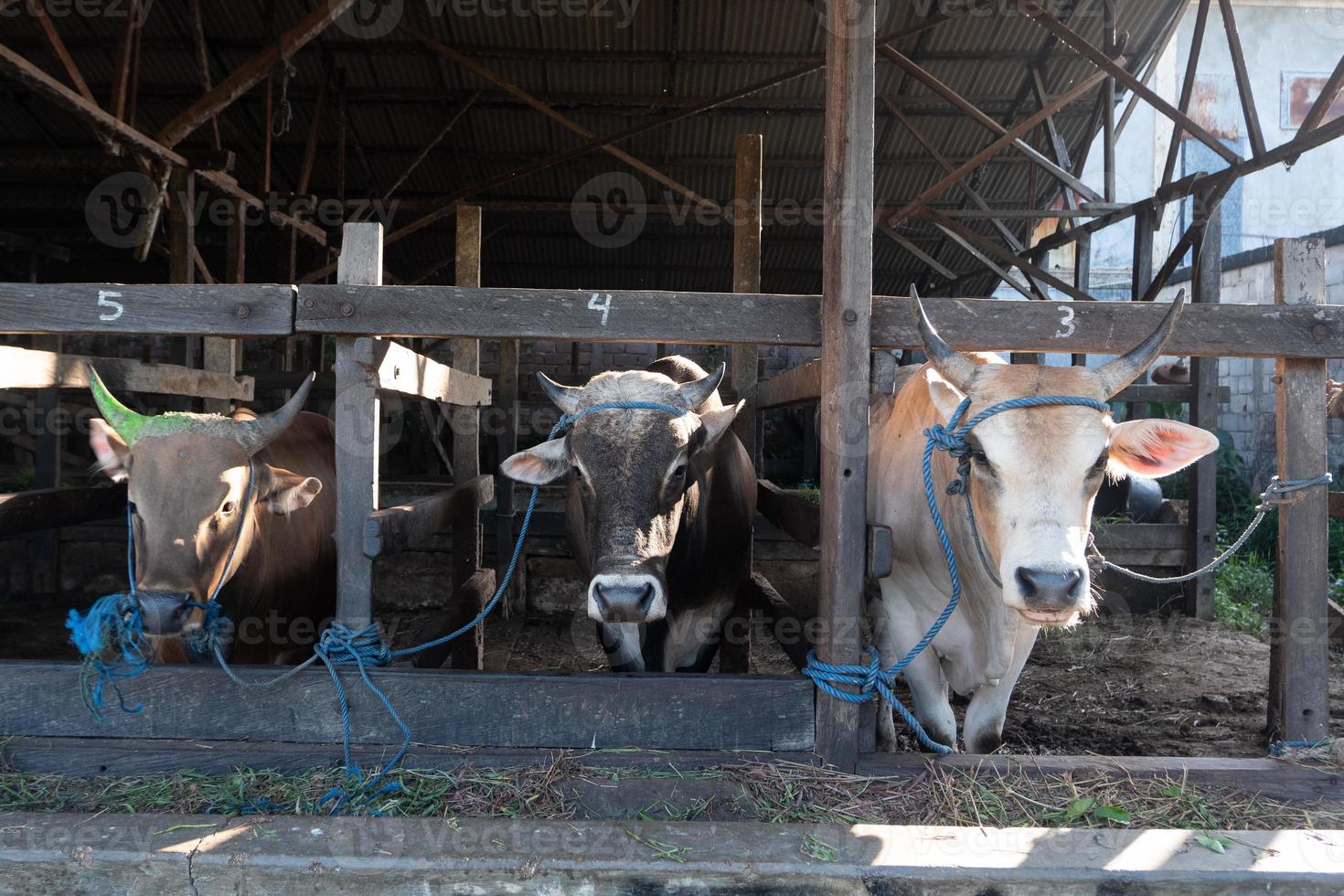 kühe auf dem bauernhof werden mit gras gefüttert und am muslimischen feiertag von eid al-adha geopfert, um ihr fleisch und ihre kuhmilch zu bekommen. foto