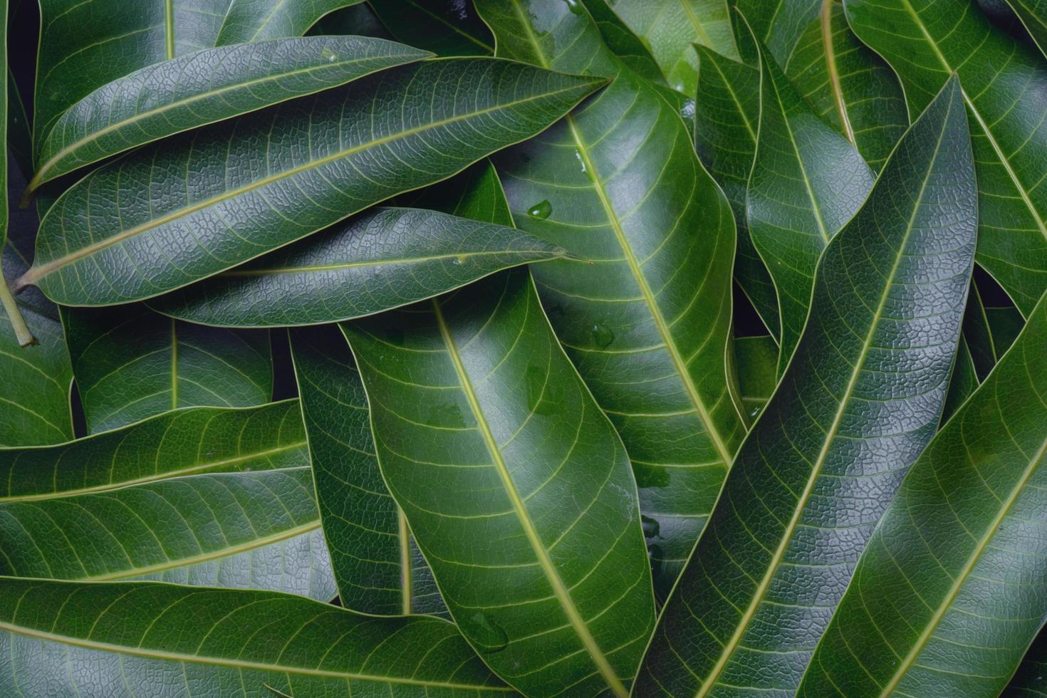 Mangoblätter Hintergrund, schöne frische grüne Gruppe mit klaren Blattvenen-Texturdetails, Kopierraum, Draufsicht, Nahaufnahme, Makro. tropisches Konzept. foto