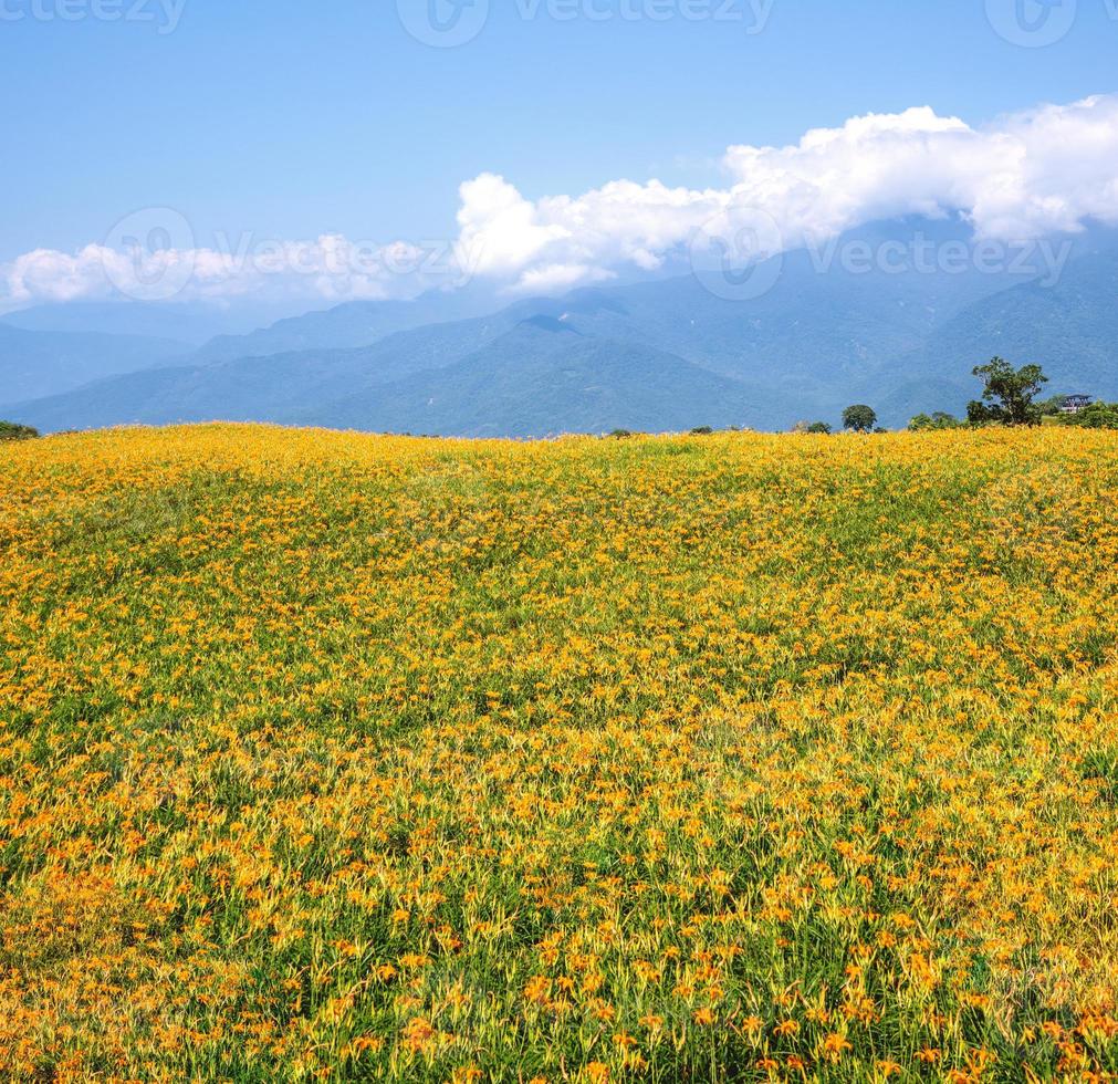 schöne orange taglilienblumenfarm auf dem liushidan-berg sechzig felsiger berg mit blauem himmel und wolken in taiwan hualien fuli, nahaufnahme, kopierraum foto