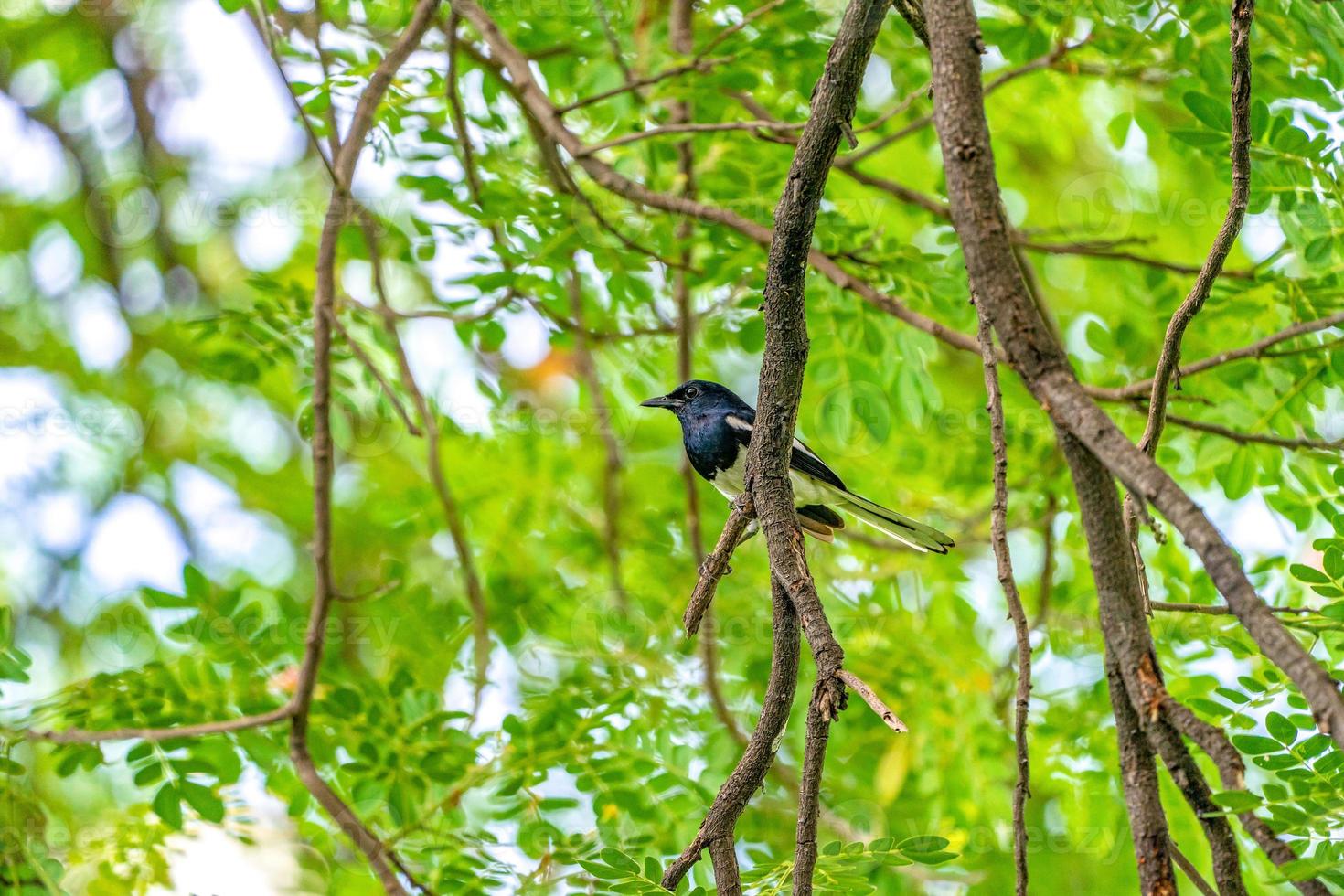 schwarzer Vogel mit weißer Linie auf seinem Flügel hängt an einem Baumzweig, grüner Hintergrund. foto