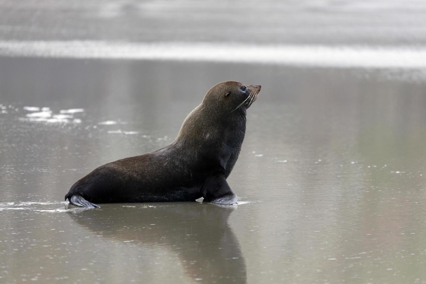 Neuseeland Pelzrobbe foto