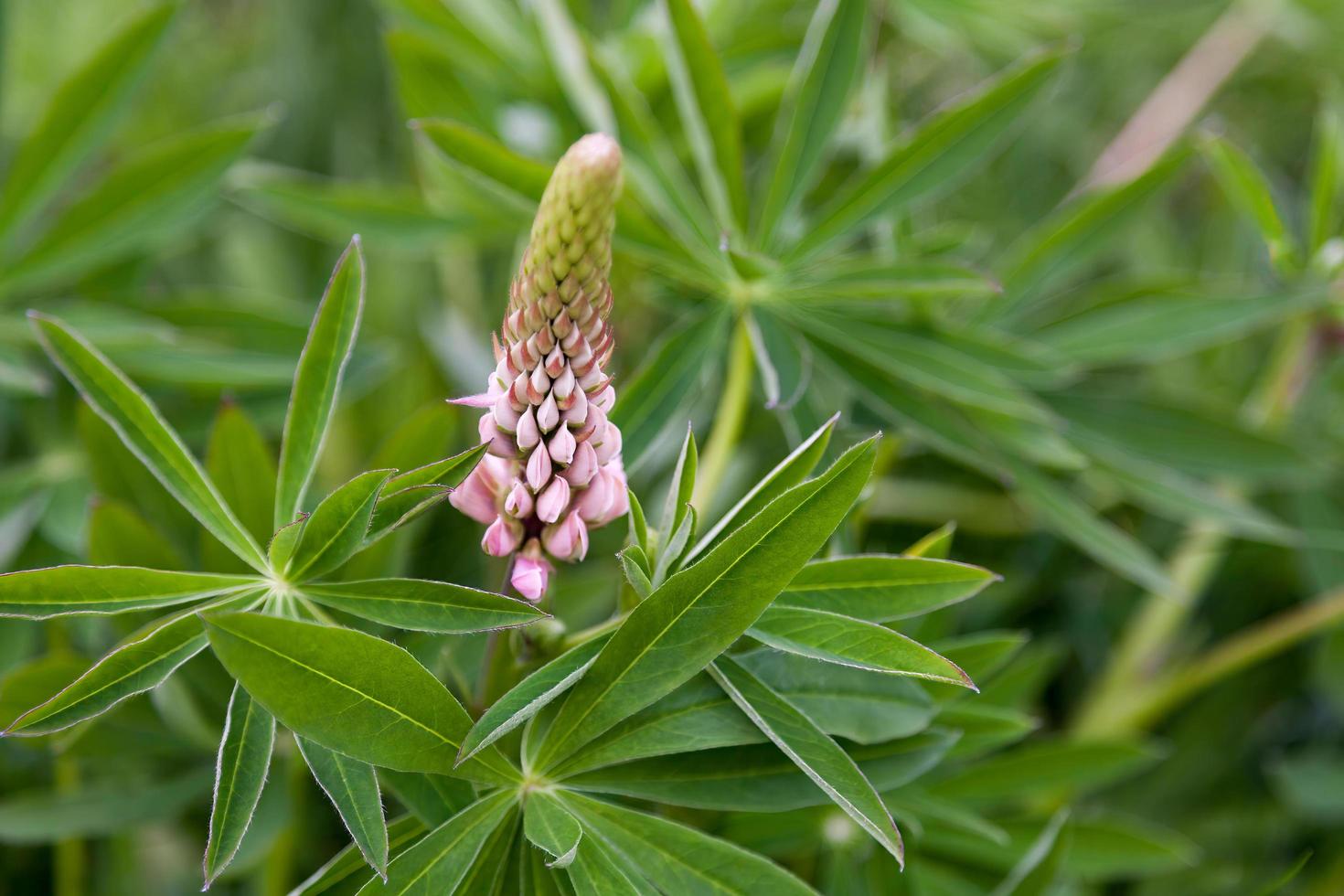 Wilde Lupine, die in Schottland wild wächst foto