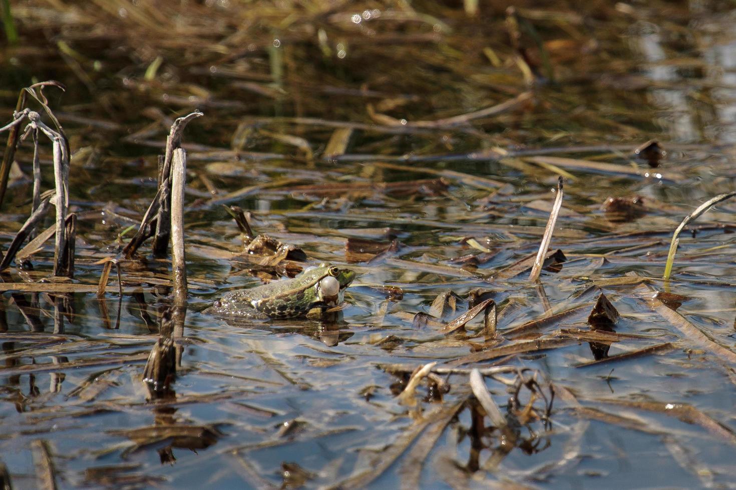 aufgeblähter Sumpffrosch in den Rainham-Sümpfen foto