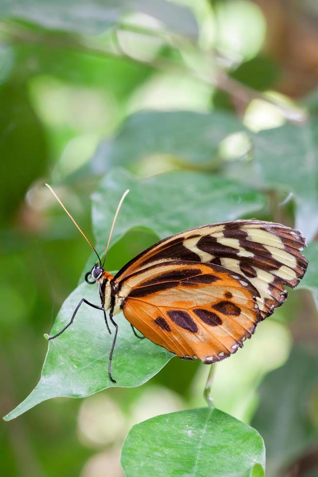 großer Tigerschmetterling, der auf einem Bein ruht foto