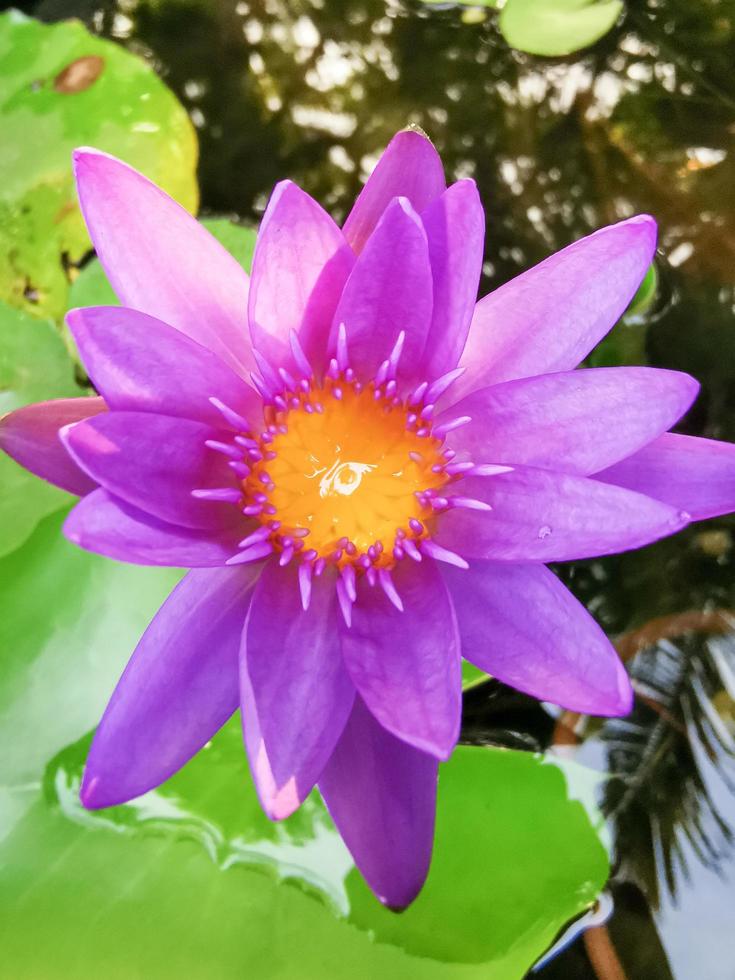 Blühender Lotus, rosa-lila mit gelben Staubgefäßen, es ist eine schöne Blume, Makro. foto