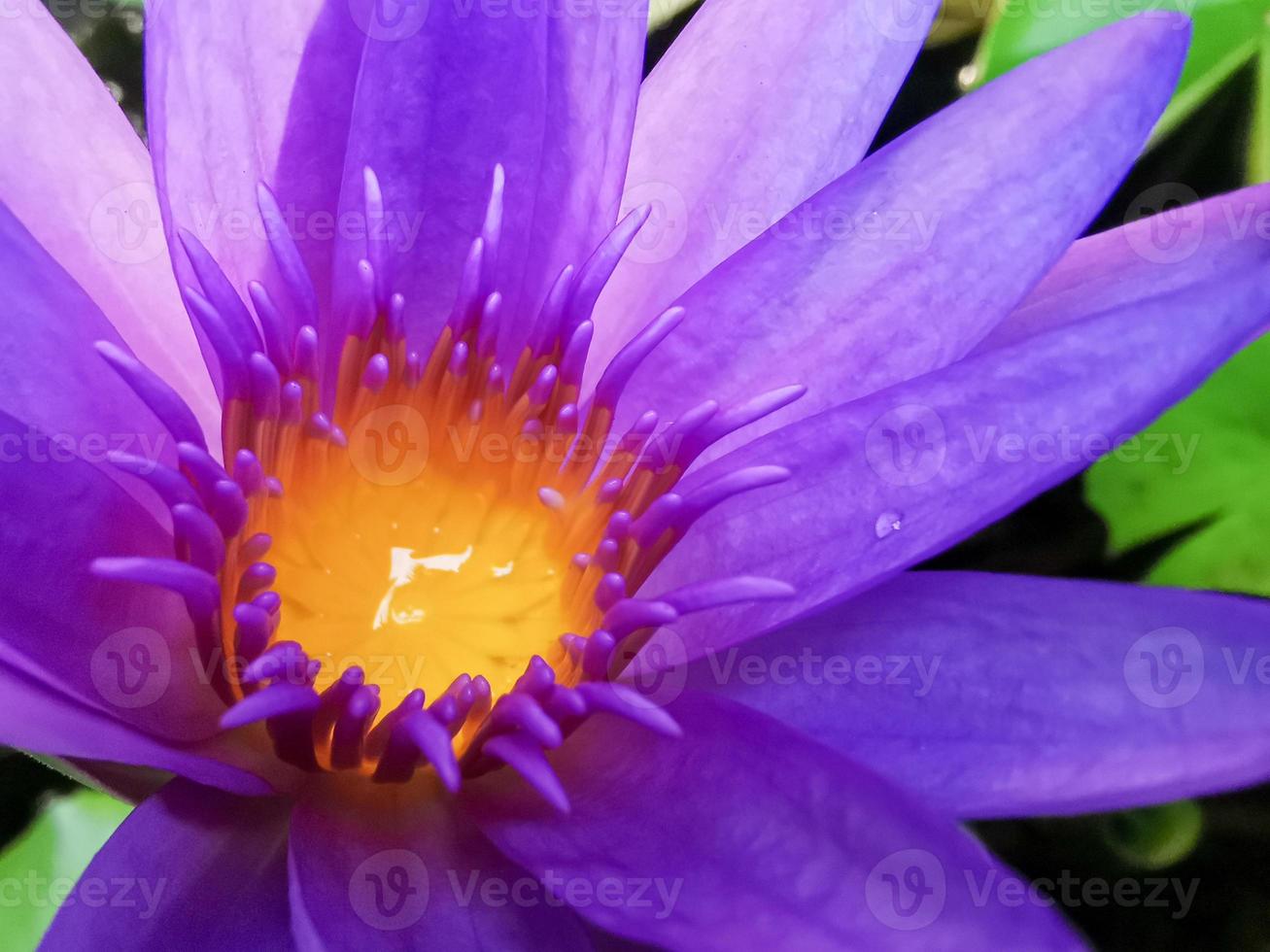 Blühender Lotus, rosa-lila mit gelben Staubgefäßen, es ist eine schöne Blume, Makro. foto