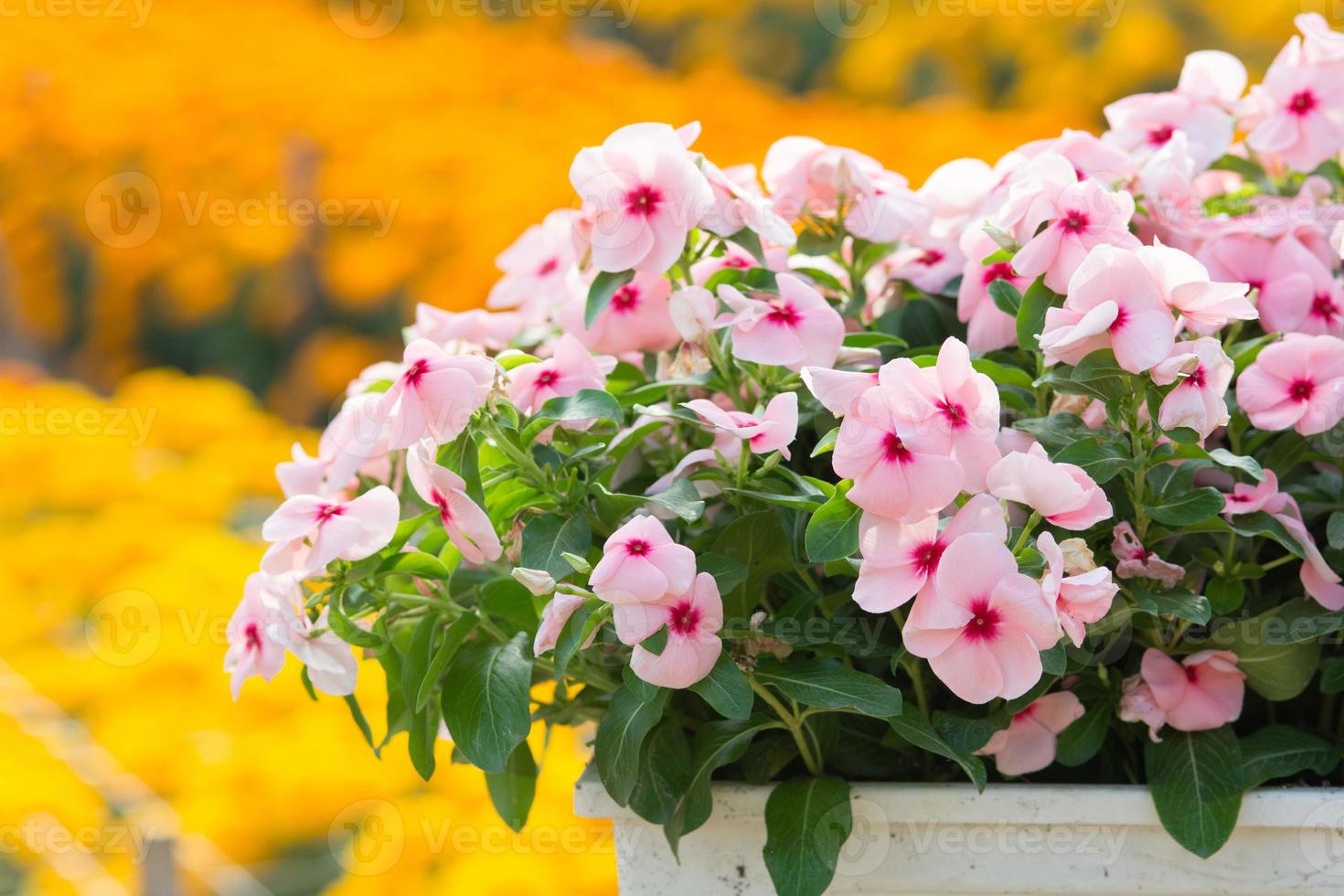 Vinca Rosea Blumen blühen im Garten foto