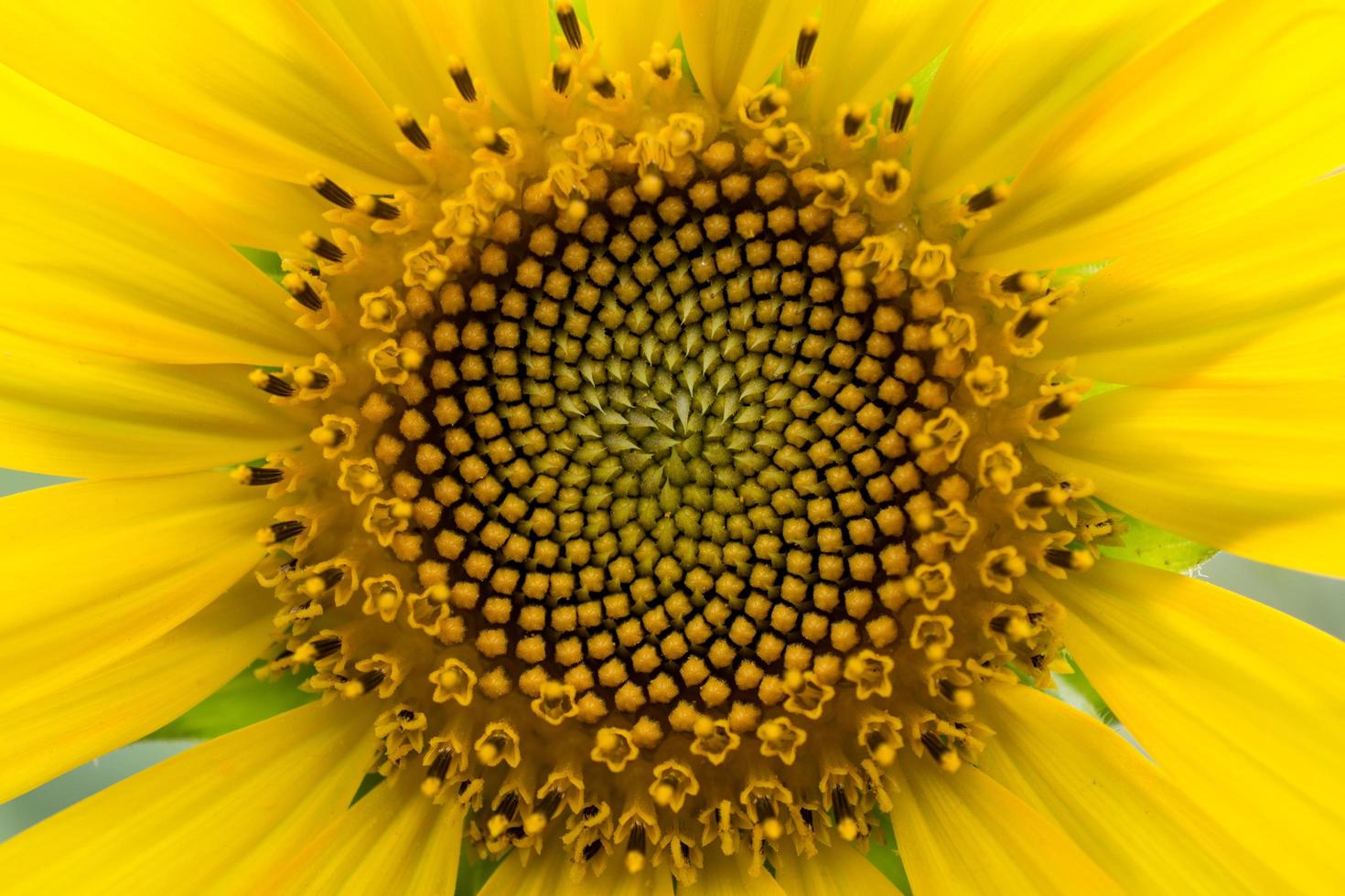 Nahaufnahme der Sonnenblume. Sonnenblumenblüten sind in einer natürlichen Spirale mit einer Fibonacci-Folge angeordnet. foto
