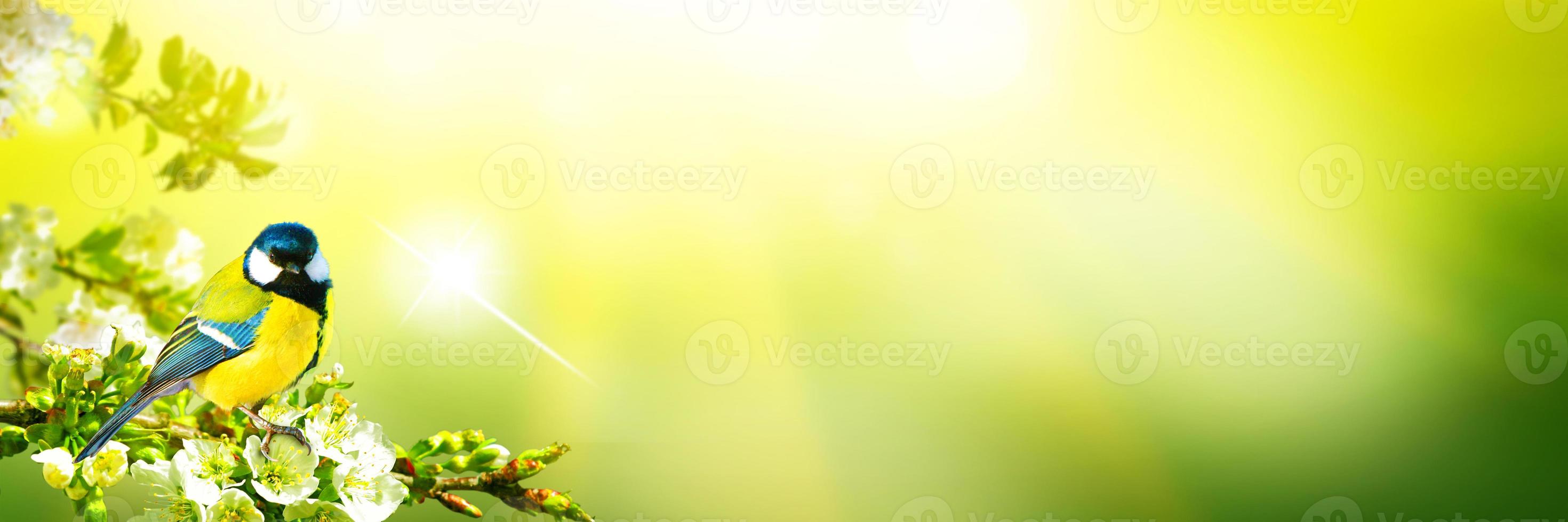 Kohlmeise sitzt bei Frühlingswetter auf einem Ast foto