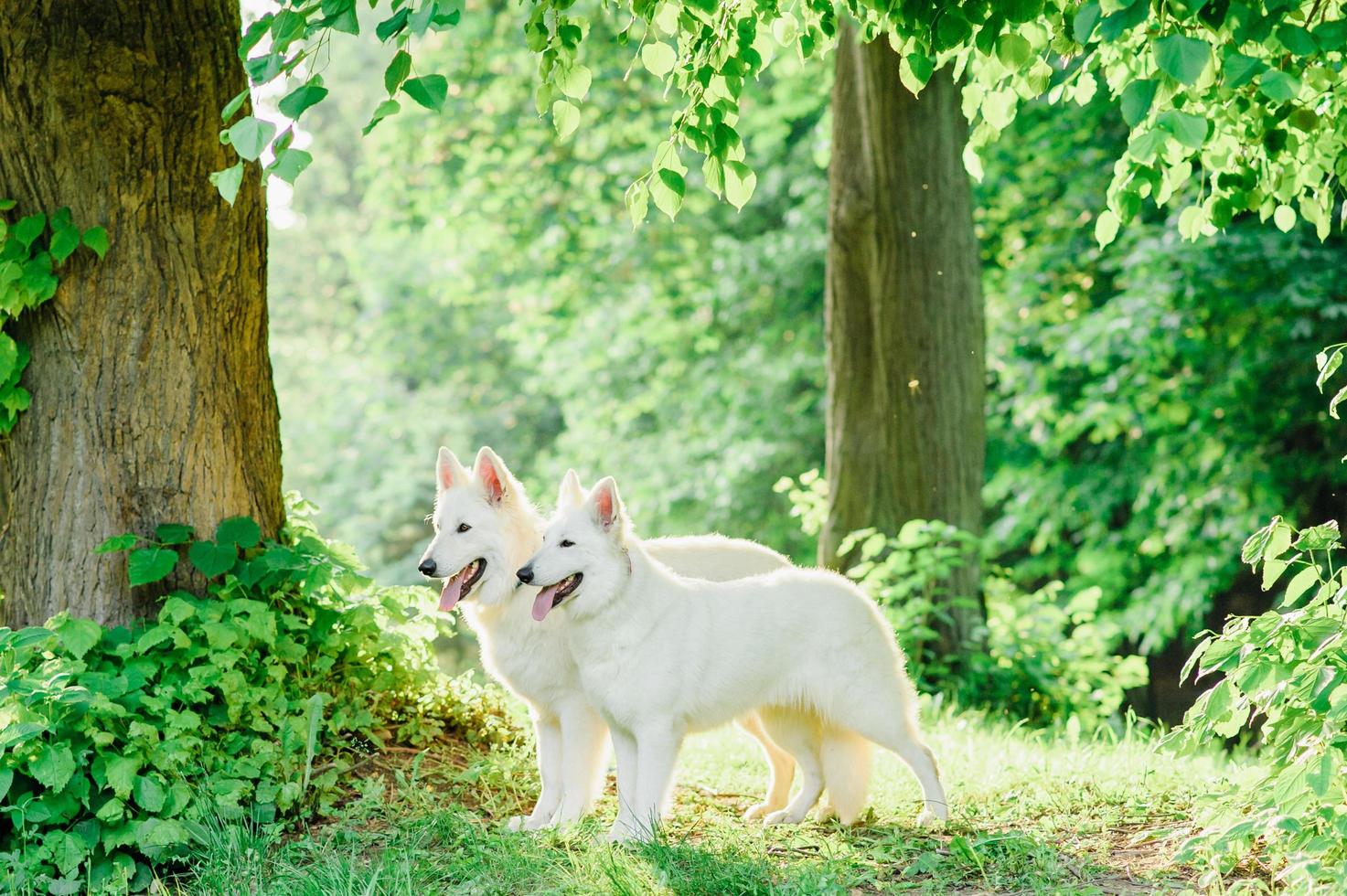 weißer schweizer schäferhund auf spaziergang foto