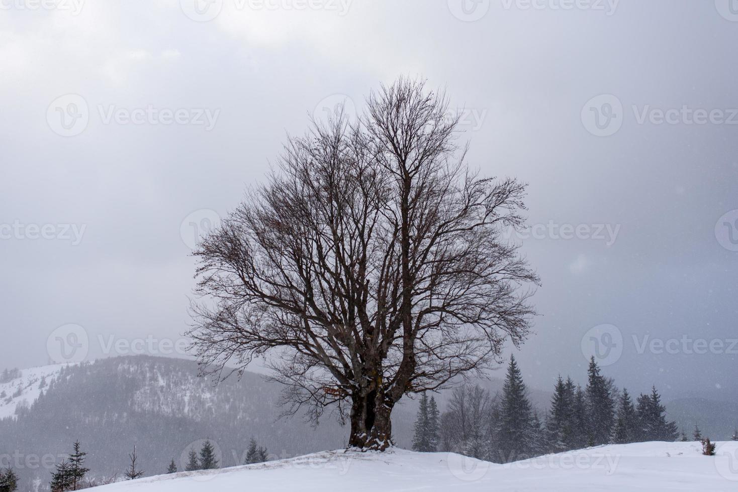 Fichten-Bergwald mit Schnee bedeckt. foto